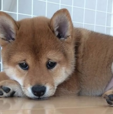Shiba
