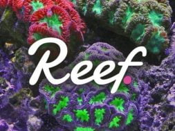 reef-coin-min