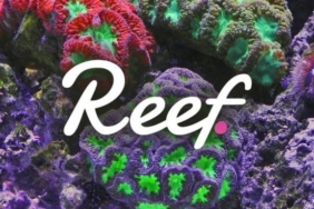 reef-coin-min
