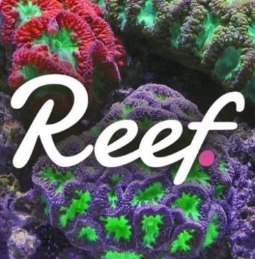 reef-coin-min