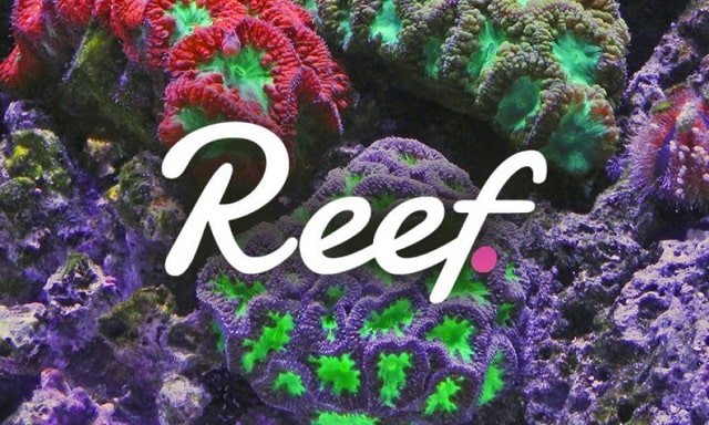Reef nedir ve geleceği nasıl? Güncel REEF coin haber ve gelişmeleri
