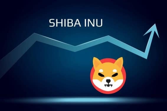 Shiba INU