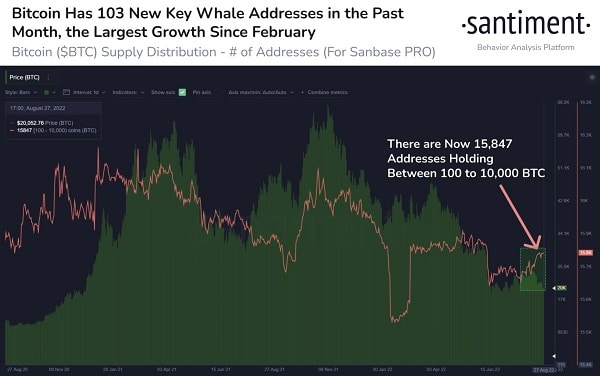 Bitcoin balinaları uyandı: BTC on-chain verilerin işaret ettikleri