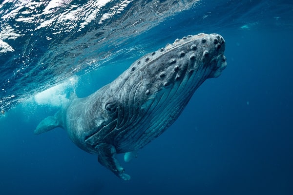 Bitcoin balinaları sabırsızlanmaya başladı: Yeni bir kırılma gelir mi?
