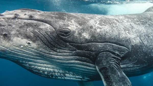 Ethereum balinasının sessizce 1 milyon dolarlık aldığı Shiba Inu rakibi kripto para