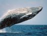 humpback-whale-1496624235gbe