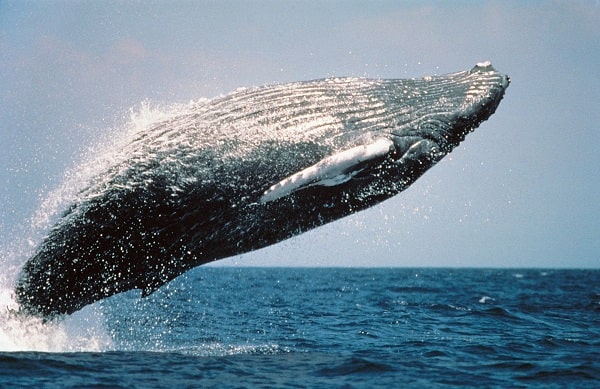 Ethereum balinalarının en çok aldığı 5 altcoin
