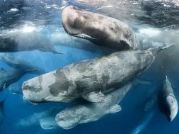 sperm-whale-group-Tony-Wu