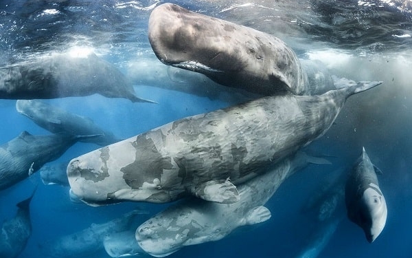 sperm-whale-group-Tony-Wu