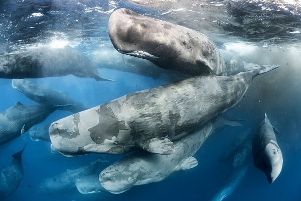 Kripto balinalar yeni haftaya bu 2 altcoinle başladı: İşte, dev transferler