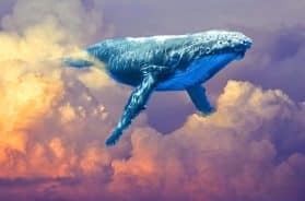 whale-balina