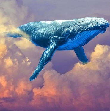 whale-balina