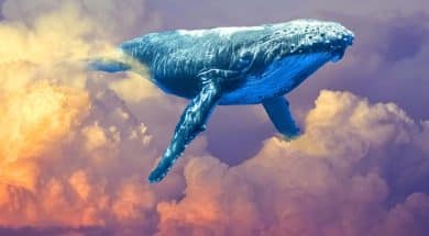 whale-balina