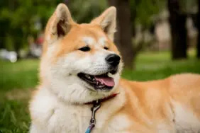 Akita Inu coin nedir? AKITA/USD yorum, geleceği ve haberler
