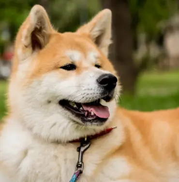 Akita Inu coin nedir? AKITA/USD yorum, geleceği ve haberler