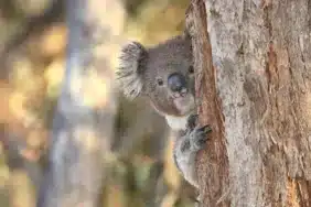 PEPE ve FLOKI alanlar şimdi de bu yeni meme coinin cazibesine kapıldı