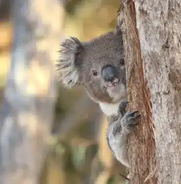 PEPE ve FLOKI alanlar şimdi de bu yeni meme coinin cazibesine kapıldı